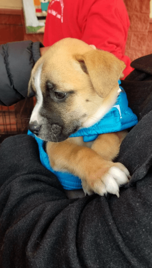 Houston Puppy